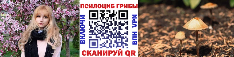 Купить  Кочубеевское  Псилоцибиновые грибы Cubensis 